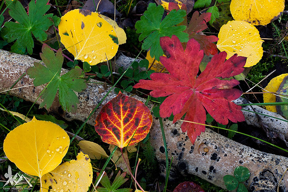 Intimate Autumn
