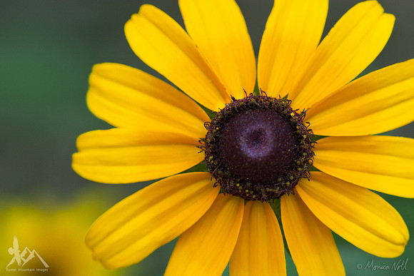 Summer's Gold