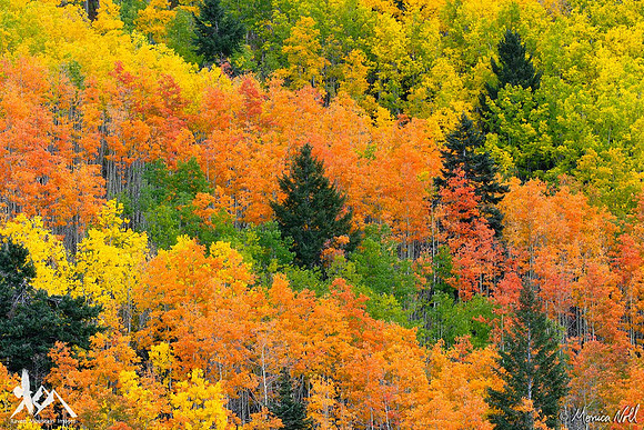 Rainbow Forest