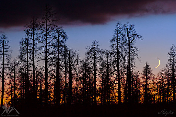 Moonset Over Burnt Forest