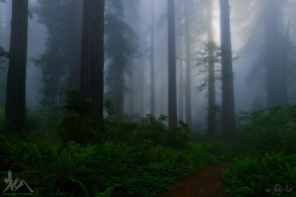 Enchanted Forest