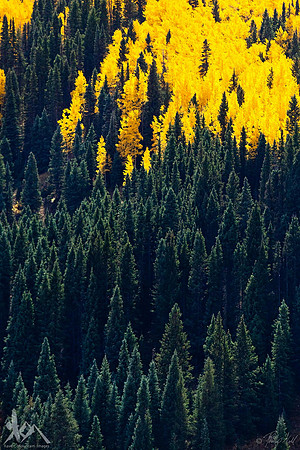Green And Gold