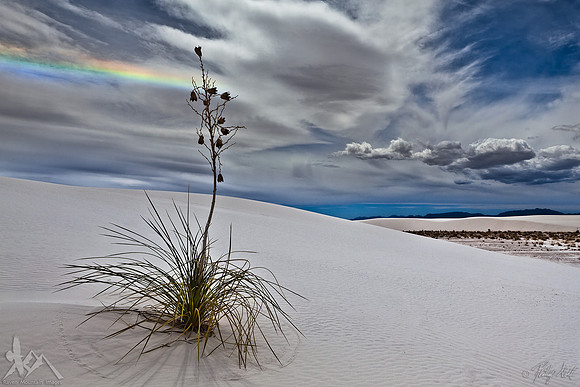 Lonesome Yucca