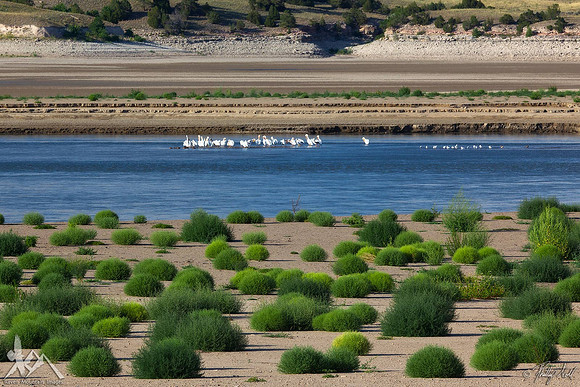Platte Pelicans