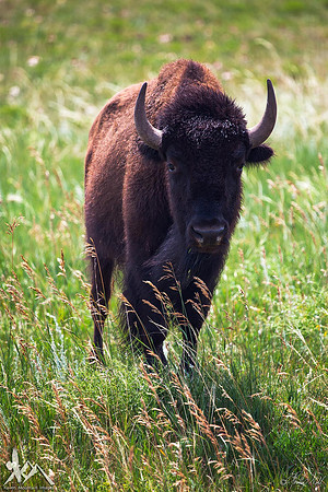 Wild and Free