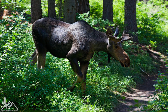 Bullwinkle The Younger