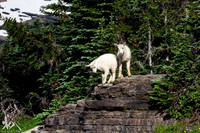 Animals