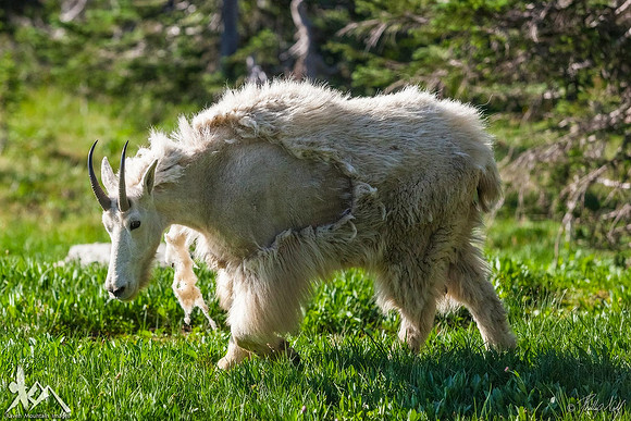 Losing the Winter Coat