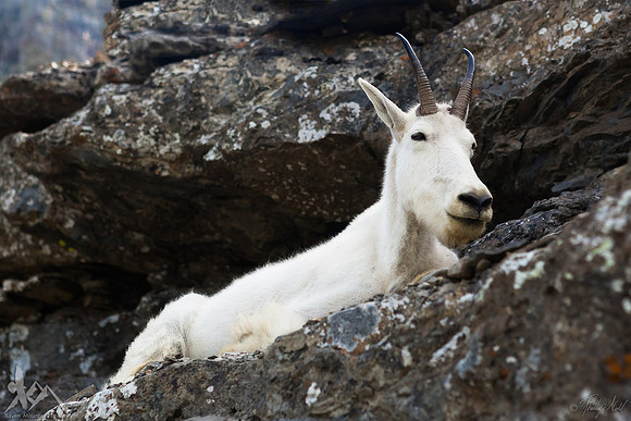 Highline Goat