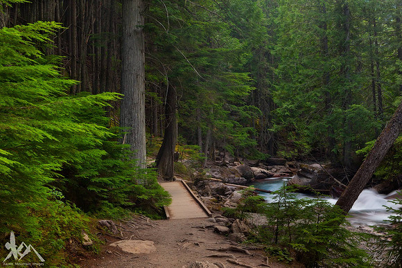 Trail of the Cedars