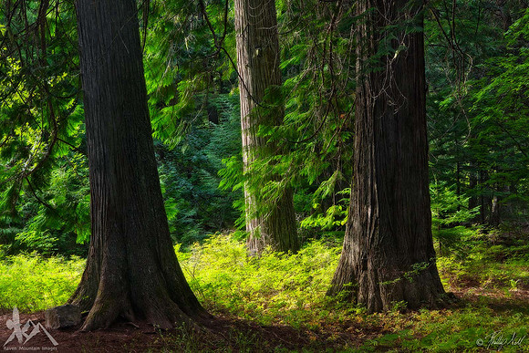 Cedar Forest