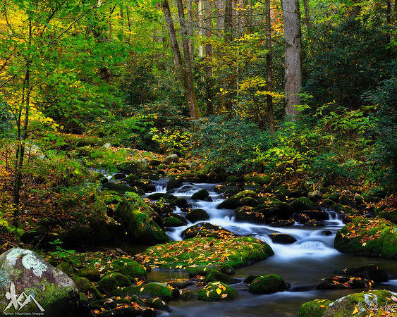 A Forest Stream