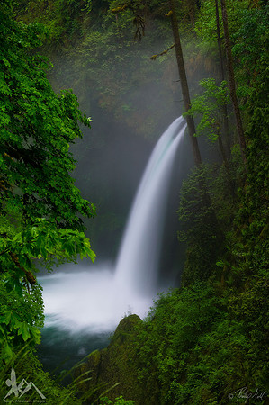 Spirit of the Forest