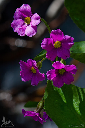 Parry's Primrose