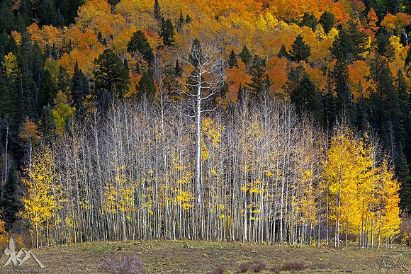 Fall Marches On