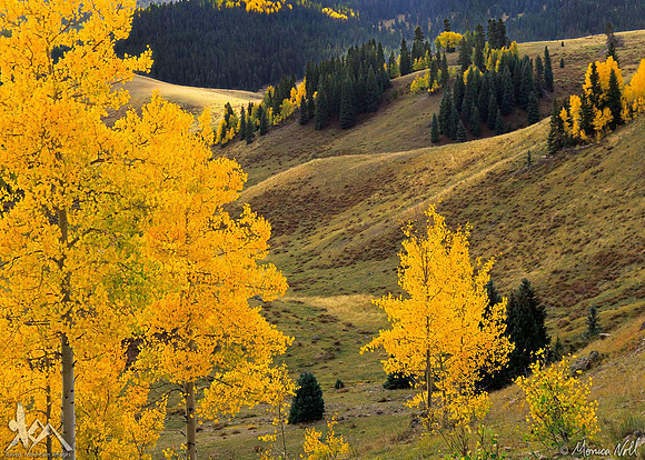Golden Hills