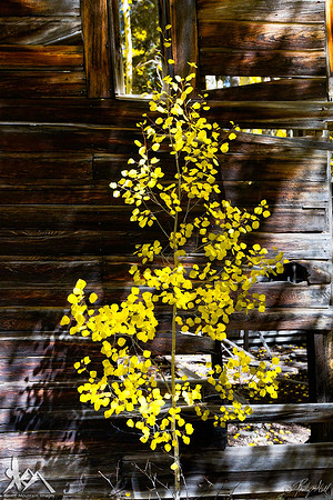 Growth and Decay