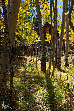 A Yellow Wood