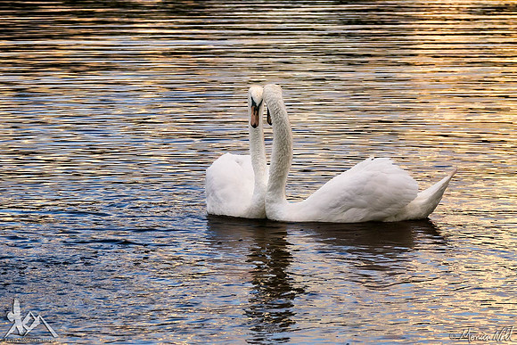 Lovers