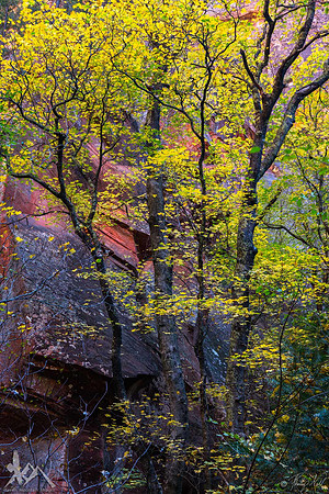 Canyon Yellow