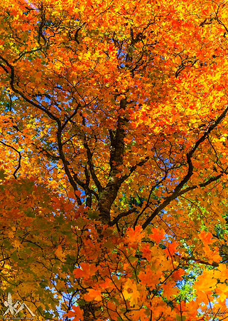 Dazzling Autumn