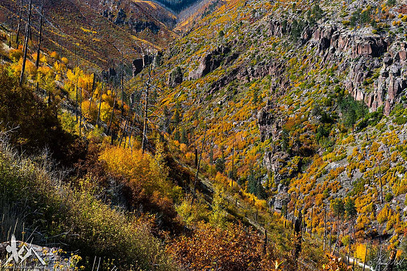 LA Canyon
