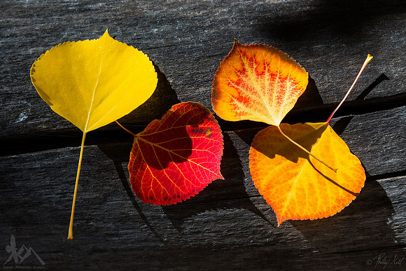 Leaves