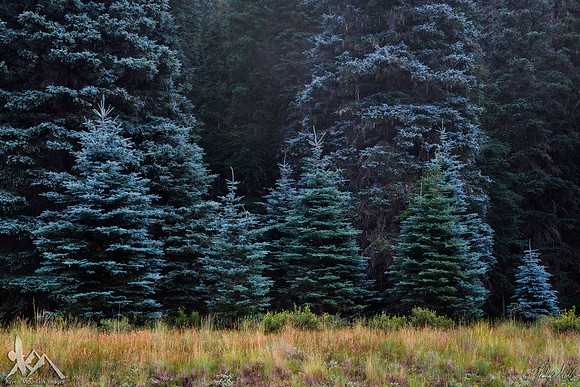 Spruce Family