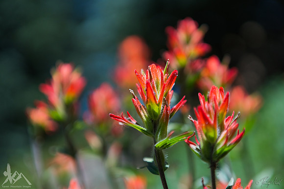 Castilleja