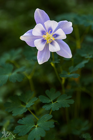 A Solitary Columbine