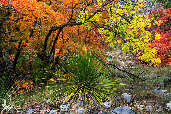 Sotol and Fall Colors