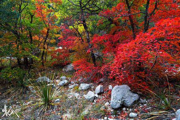 Canyon Color