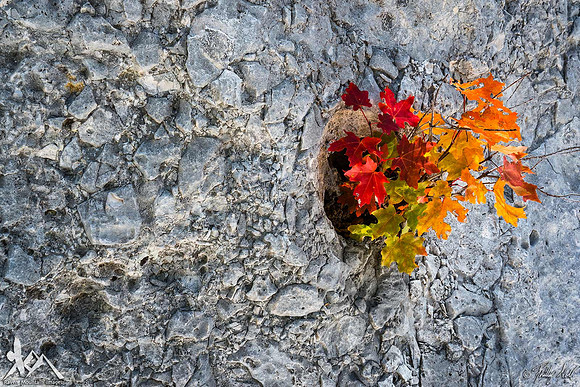 Out of Solid Rock