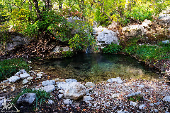 Chihuahuan Oasis