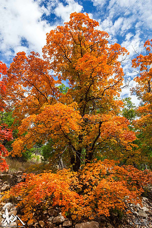 Towering Maple