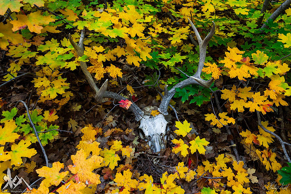 Final Resting Place
