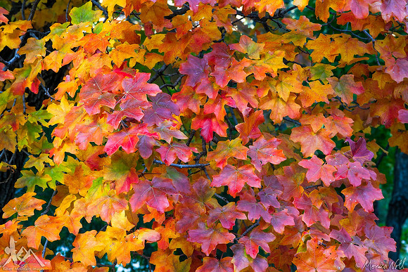 Kaleidoscope of Leaves