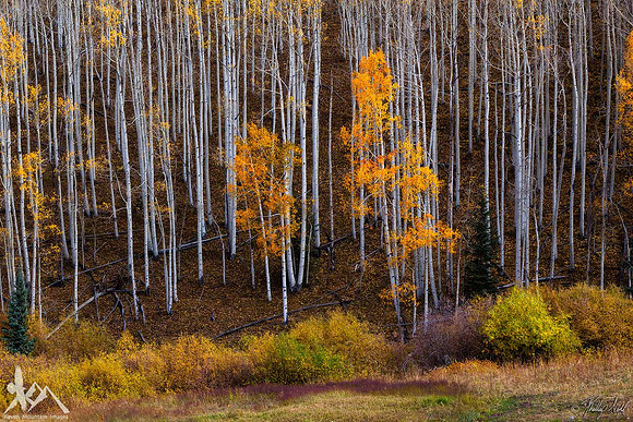 Holding On to Autumn