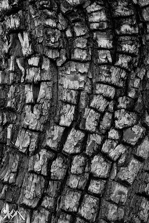 Alligator Juniper