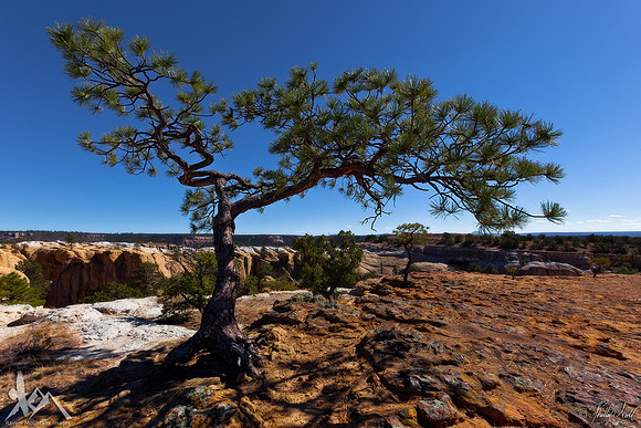 Bonsai