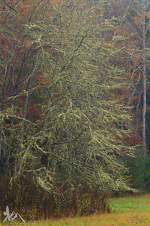 Moss in the Mist