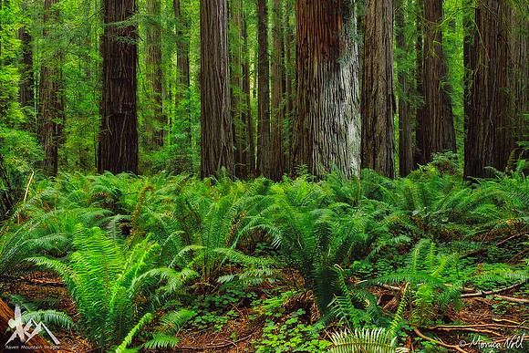 Redwood Forest