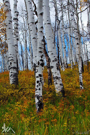 Aspen Trunks