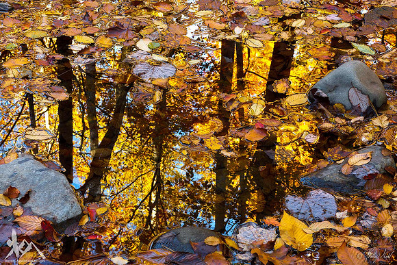 Looking Glass