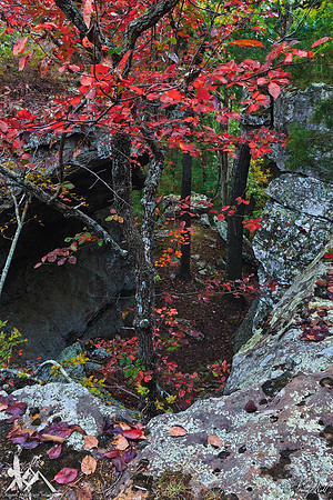 Up Through the Rocks