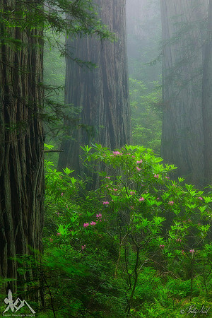 In The Mist