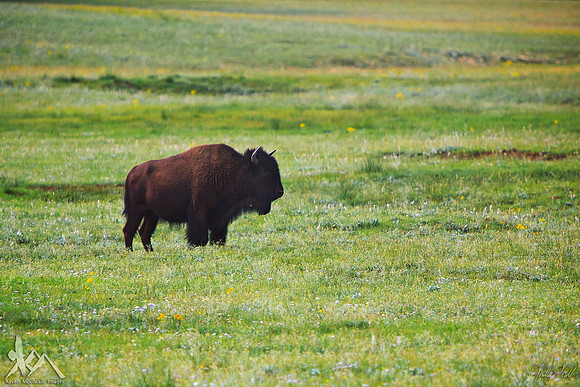 Kaibab Bison