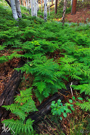 Ferns, Kaibab Plateau
