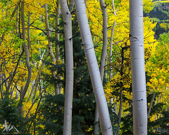 In The Aspen Forest