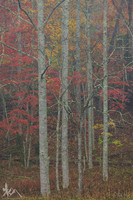 Great Smoky Mountains N.P.